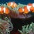 nemo1